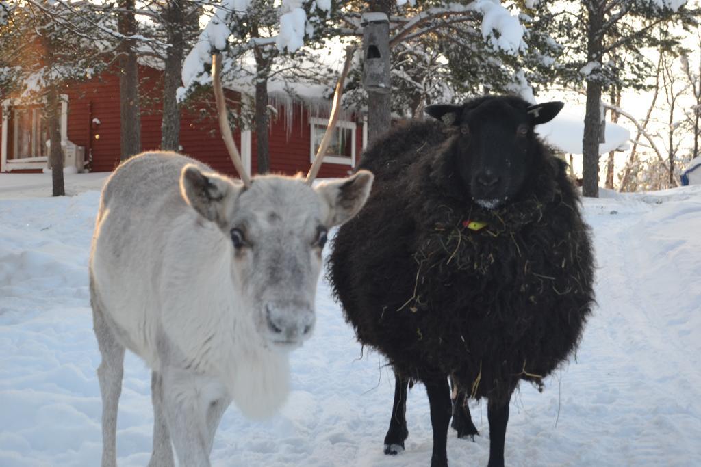 可罗婷瑞塔曼杰特山林小屋 Leppäjärvi 外观 照片
