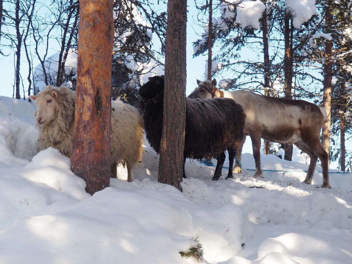 可罗婷瑞塔曼杰特山林小屋 Leppäjärvi 外观 照片